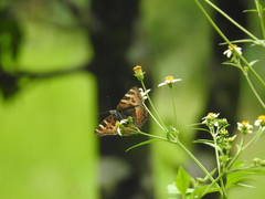 Aglais caschmirensis
