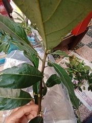 Lindera megaphylla