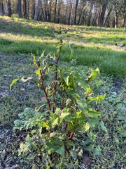 Sonchus oleraceus