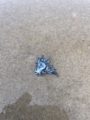 Glaucus atlanticus