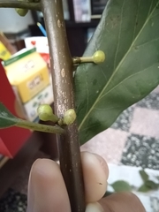 Lindera megaphylla
