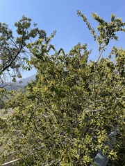 Schinus latifolia