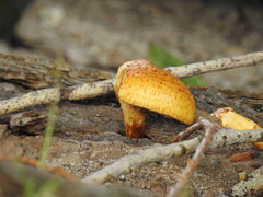 Pholiota lucifera