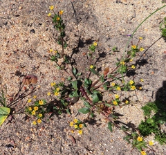 Zaluzianskya divaricata