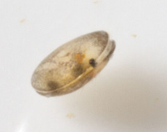Ostracoda