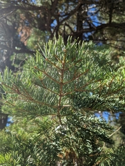 Abies concolor
