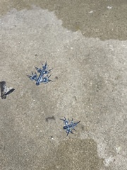 Glaucus atlanticus