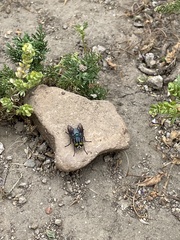 Sarconesiopsis magellanica