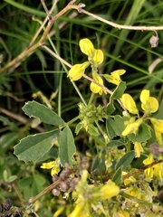Melilotus officinalis