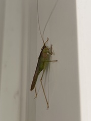 Tettigonioidea