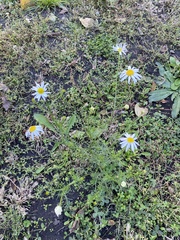Tripleurospermum inodorum