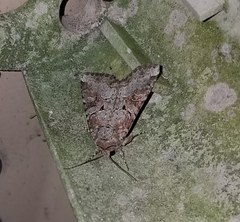 Trichordestra legitima