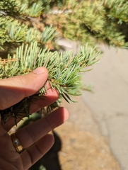 Abies concolor