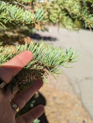 Abies concolor