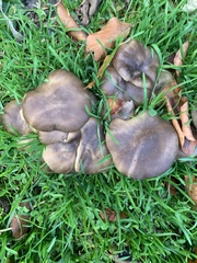 Lyophyllum