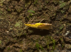 Opogona protodoxa