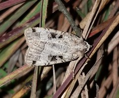 Xestia normanianus