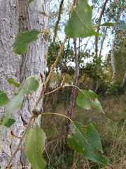 Populus