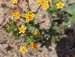 Zaluzianskya divaricata