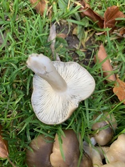 Lyophyllum