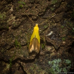 Opogona protodoxa