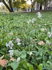 Silene vulgaris