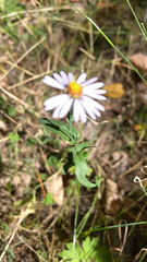 Symphyotrichum laeve