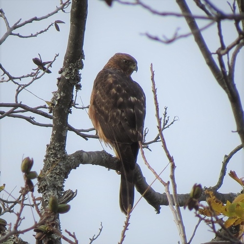 Black Sparrowhawk (Astur melanoleucus), photo 7