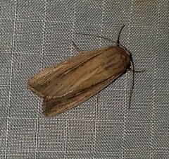 Leucania phragmitidicola