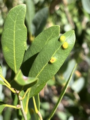 Aceria mackiei