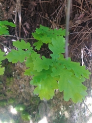 Quercus robur