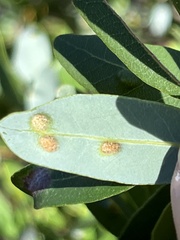 Aceria mackiei