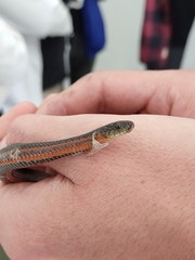 Thamnophis melanogaster