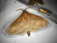 Dendrolimus spectabilis