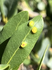 Aceria mackiei