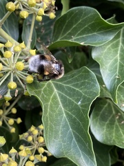 Bombus terrestris