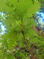 Quercus robur