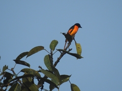 Pericrocotus flammeus