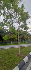 Dalbergia latifolia