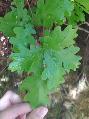 Quercus robur