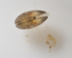 Ostracoda