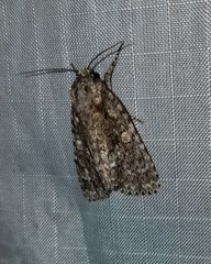 Acronicta afflicta