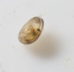 Ostracoda