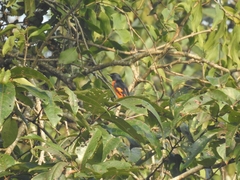 Pericrocotus flammeus