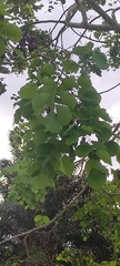 Dalbergia latifolia