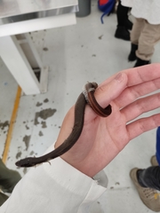 Thamnophis melanogaster