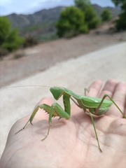 Sphodromantis viridis