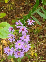 Symphyotrichum