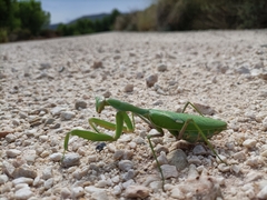 Sphodromantis viridis