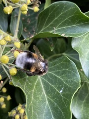 Bombus terrestris